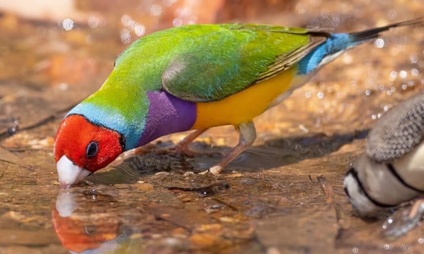 Beautiful Gouldian finch with red head, green back and yellow belly takes a drink from a pool of water