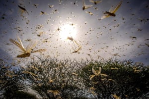 Locusts swarm over a bush in Ololokwe, Samburu County