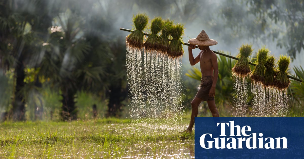 Pink Lady food photographer of the year 2024 | Food - The Guardian
