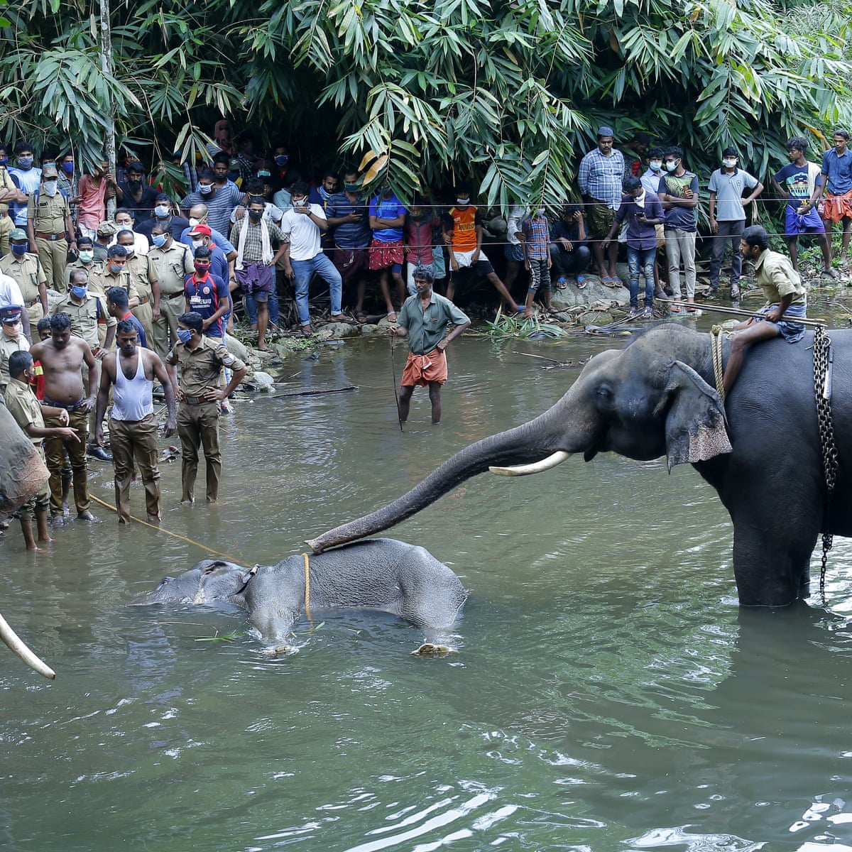 Killing Of Elephant With Explosive Laden Fruit Causes Outrage In