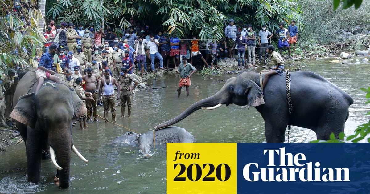 Killing of elephant with explosive-laden fruit causes outrage in India
