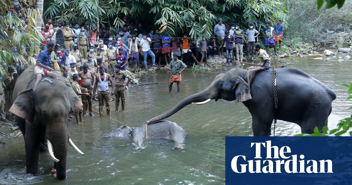 Killing Of Elephant With Explosive Laden Fruit Causes Outrage In