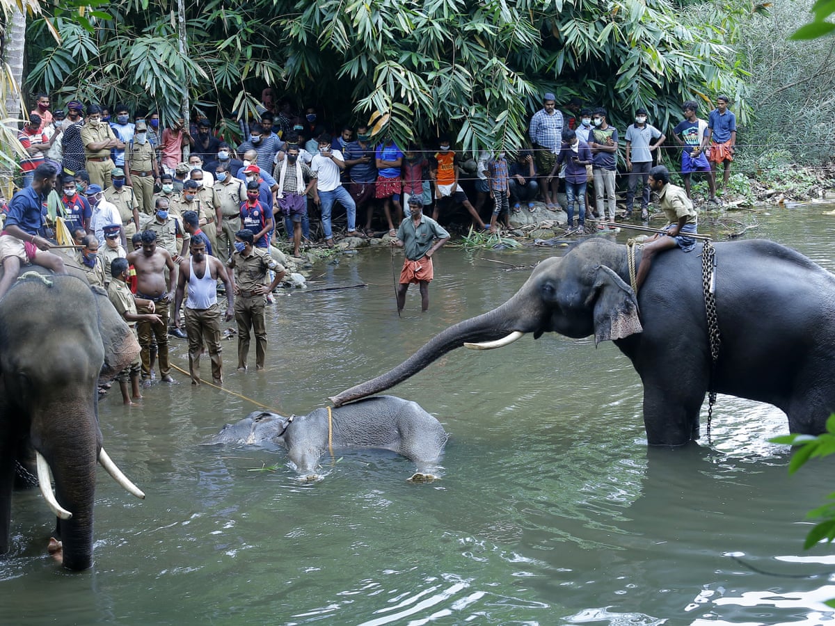 Killing Of Elephant With Explosive Laden Fruit Causes Outrage In