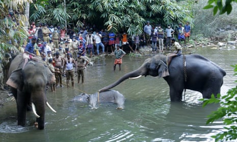 Two elephants inspecting the wild elephant who died after suffering injuries, in Velliyar River, Palakkad district of Kerala state, India