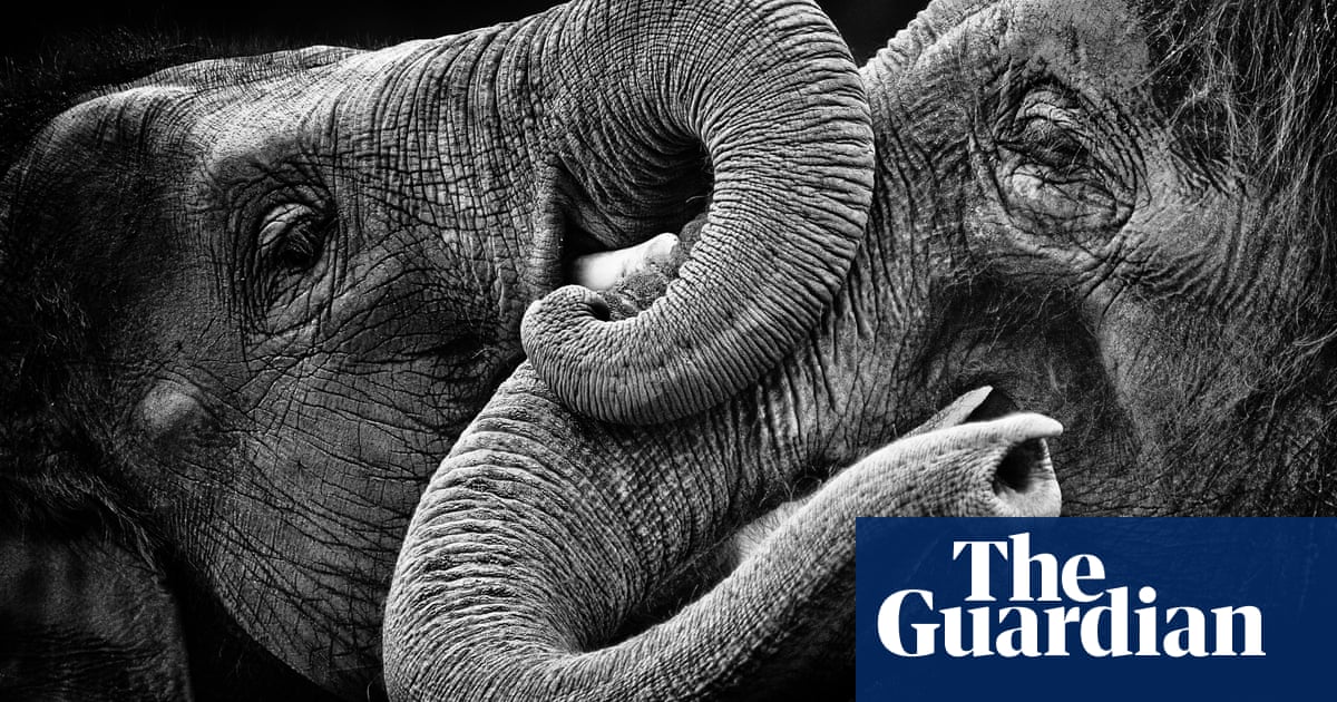 If You Were An Elephant Environment The Guardian