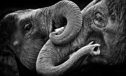 Elephants embracing