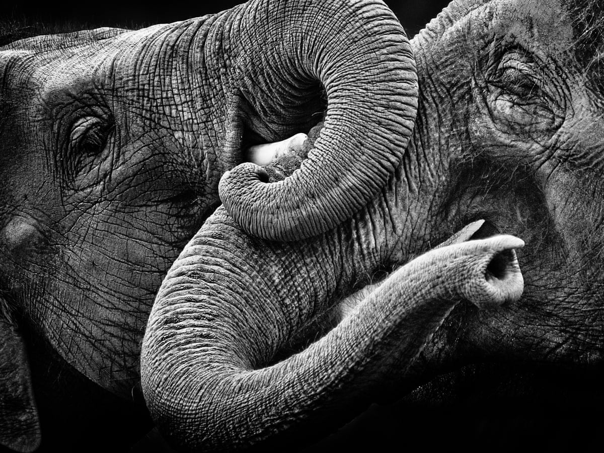 如果你是一头大象 Environment The Guardian 如果你是一头大象 Environment The Guardian