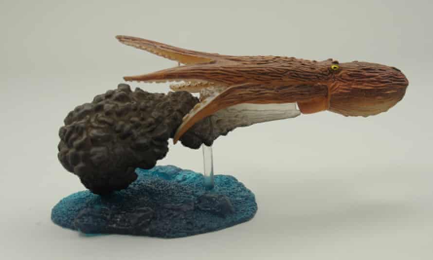 Why do cephalopods produce ink? And what's ink made of, anyway? Biology The Guardian Why do cephalopods produce ink? And what's ink made of, anyway? Biology The Guardian