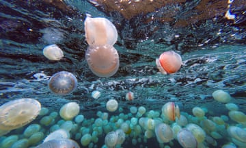 Cannonball jellyfish (Stomolophus meleagris) are pictured off the coast of Chuao, Aragua State, Venezuela.