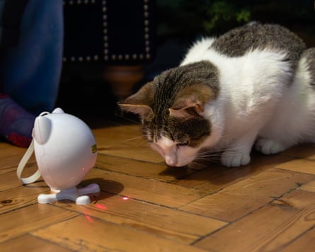A cat plays with the PetSafe dancing dot laser cat toy.