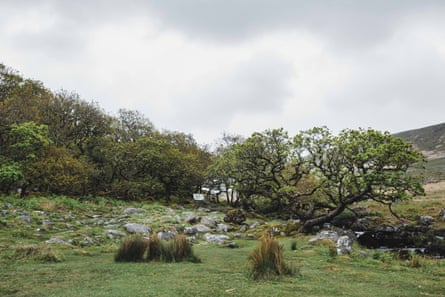 Dartmoor Rainforest