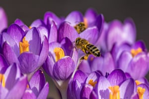 Uma abelha voa até um açafrão para coletar néctar em clima ameno, Brandemburgo, Alemanha
