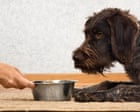 Dog food accounts for 1% of UK greenhouse gas emissions, study finds