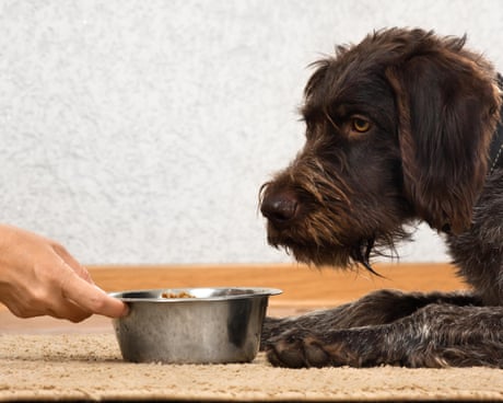 Dog food accounts for 1% of UK greenhouse gas emissions, study finds