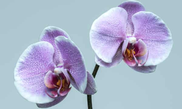 Orhidee liliac violet și alb pe fundal albastru