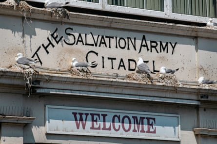 Gulls nesting on the facade of the Salvation Army Citadel building