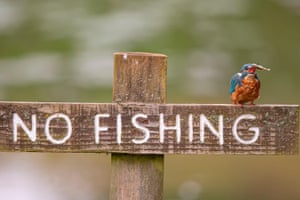 Um martim-pescador que quebra as regras colhe sua recompensa sob o sol quente após uma pescaria em Kidderminster, Reino Unido