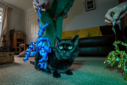 Olly the cat