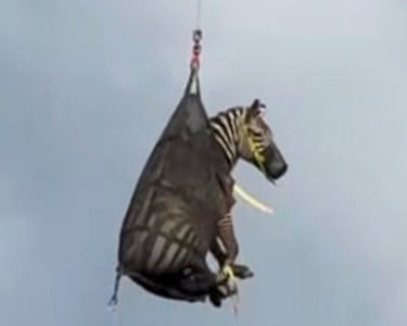 High and dry … Ed the runaway zebra is airlifted by helicopter back to his owner following his capture after a week on the loose, in a rural area south-east of Nashville, Tennessee, US. The escaped zebra became an internet sensation, with memes showing him visiting tourist attractions and dining at a Waffle House