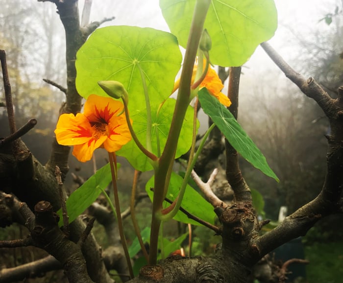 No-one told the nasturtiums about winter | Gardening advice | The Guardian