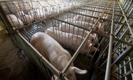 McDonald’s allows its suppliers to confine pigs in gestation crates like these at factory farm operations.