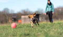 Woman on the Morning Walk in the Nature Playing with Young Kooikerhondje Dog Throwing him a Ball