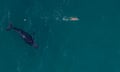 A screen shot of drone vision taken off Bondi beach where a whale swims close to a person