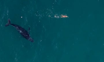A screen shot of drone vision taken off Bondi Beach where a whale swims close to a person
