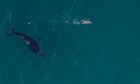 Low-flying drones could disrupt whale migration off Australia’s east coast, experts warn