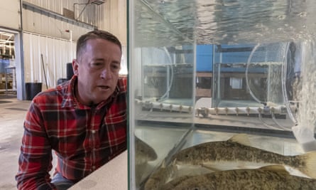 Alex Gonyaw, senior fish biologist for the Klamath Tribes, examines juvenile suckerfish at the tribe’s fish and wildlife facility in Chiloquin, Oregon.