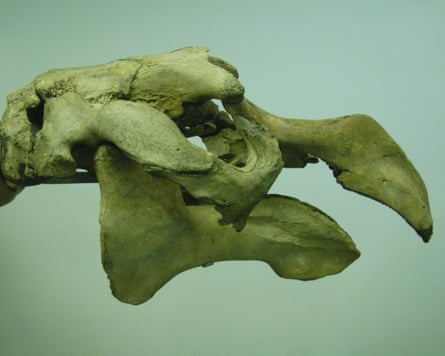A skull of an unfamiliar animal with jaws like an insect's mandibles