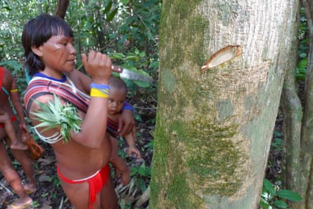 A Yanomami woman with a medicinal tree