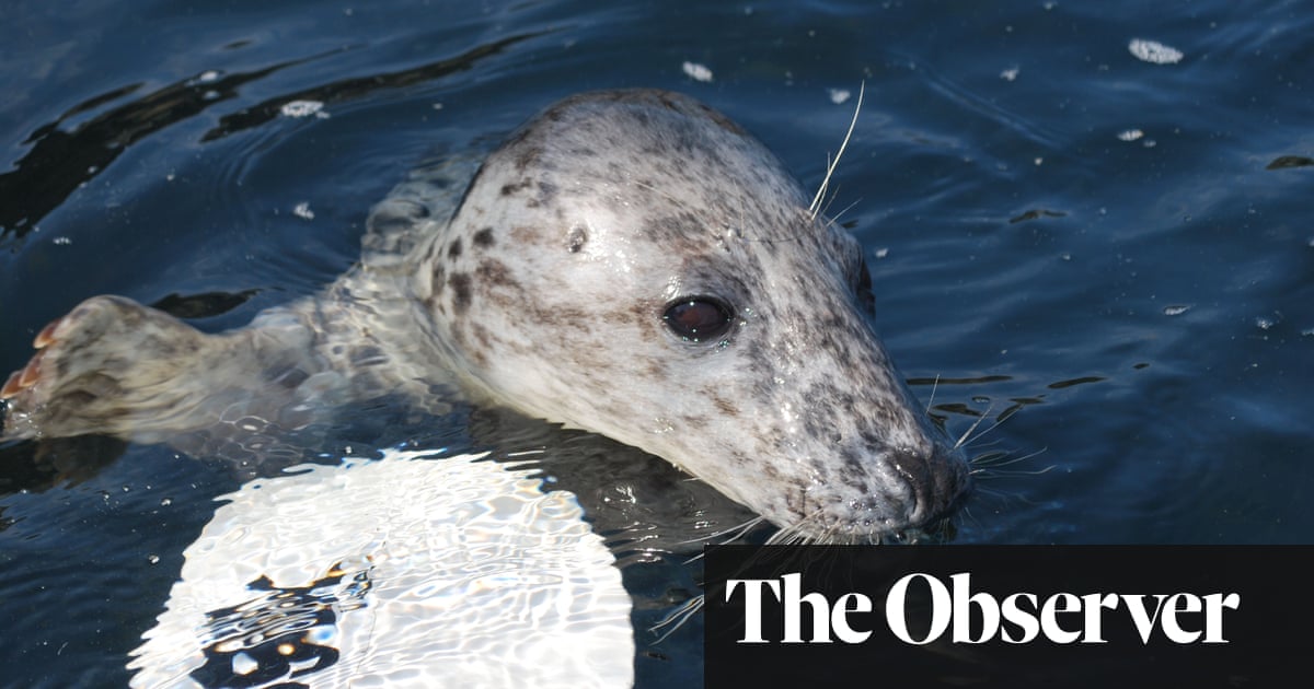 Kayaks, drones, now paddleboards: the ‘silent’ sports that threaten seals - The Guardian