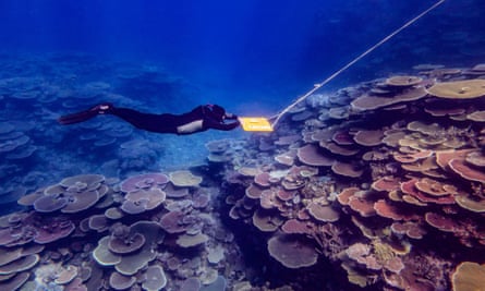 A diver surveying the Great Barrier Reef in Queensland