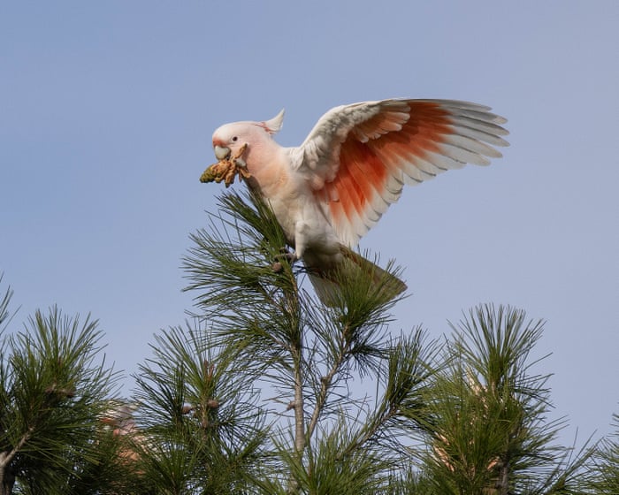 ‘Flamin’ cockatoos’ have lost much of their habitat to bushfires. Can the species survive?