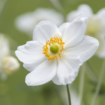 Anemone × hybrida Honorine Jobert (1)