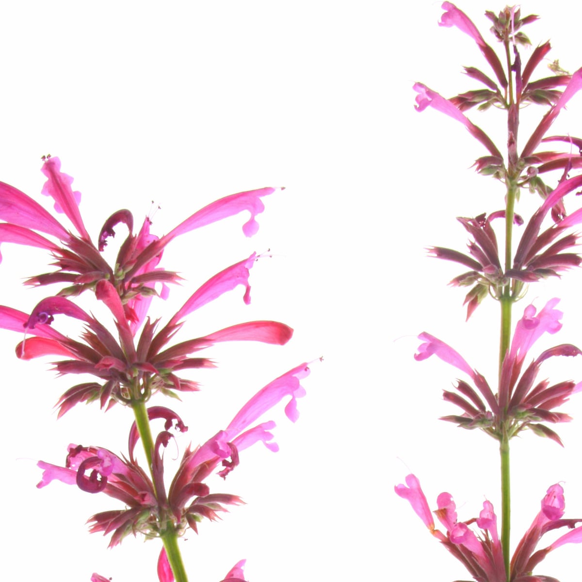 Gardening Tips Donate Seeds To Refugee Gardeners Gardening Advice The Guardian