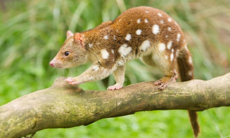 The spotted quoll is endangered on the Australian mainland and vulnerable in Tasmania. 