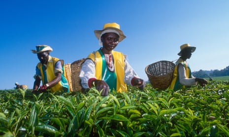 Three tea pickers in Kericho, Kenya