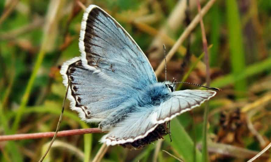 The chalkhill blue butterfly