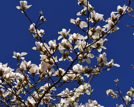 Blossom of Magnolia kobusT4NFAM Blossom of Magnolia kobus