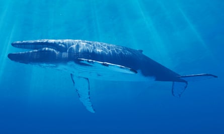 Feeling blue: scientists – and lonely people – have been tracking a single blue whale who sings, unanswered, at a frequency other whales can’t hear.