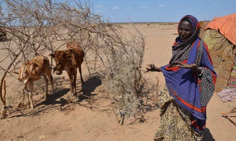 Lule Dubet in Gurgur, Somali region, Ethiopia, with two of her cattle