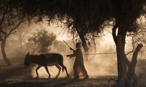 A boy drives a donkey to pull water up from a well in the Sahel desert