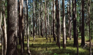 Eucalyptus forest