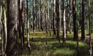 Eucalypt forest