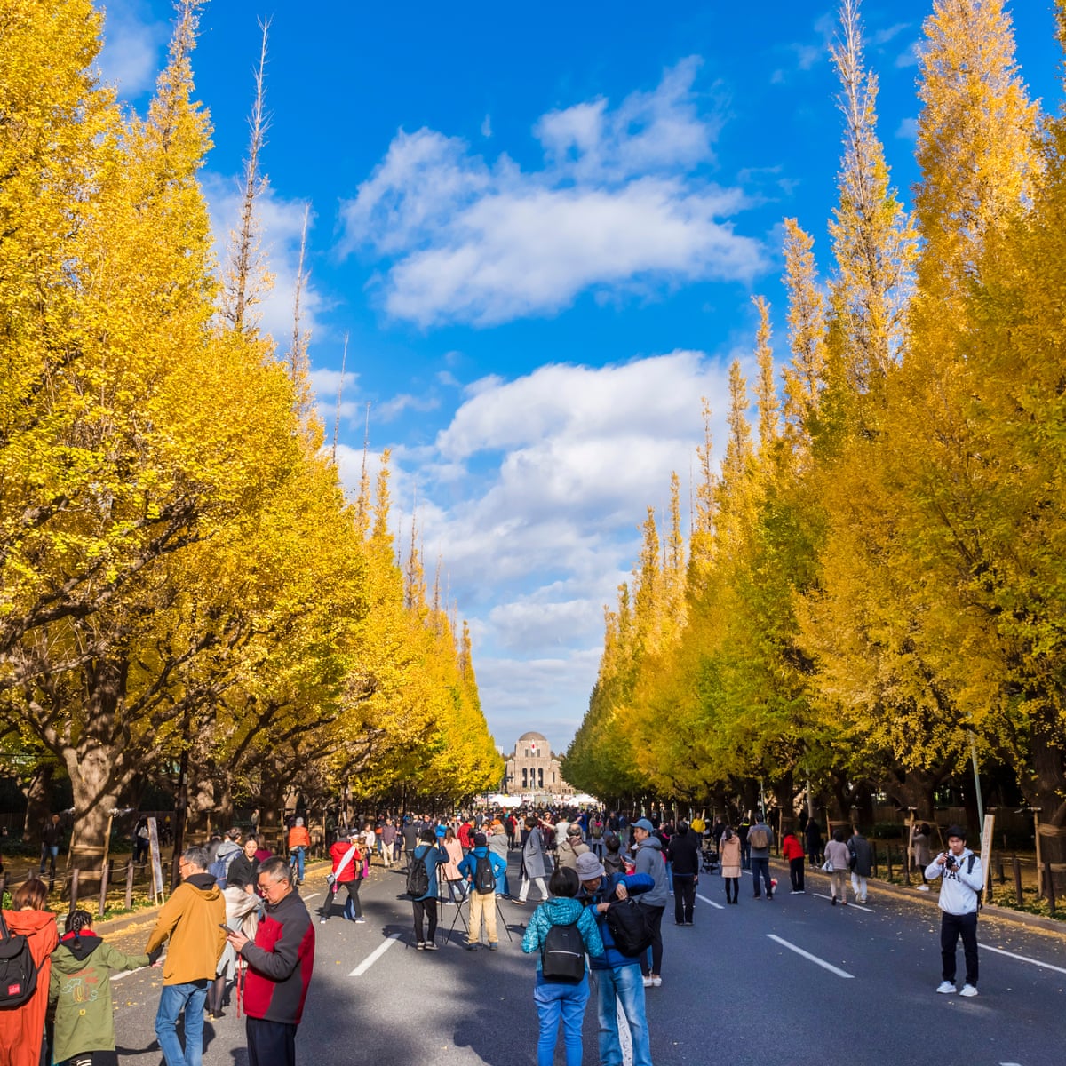 meiji jingu gaien