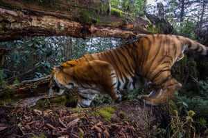 A wild tiger captured on camera trap in Trongsa district, Bhutan