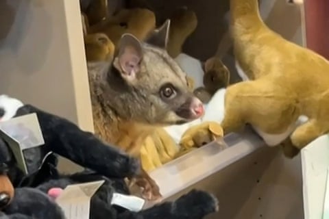 Um gambá-de-cauda-de-escova selvagem foi encontrado espreitando entre os cangurus e dingos de brinquedo em uma loja de brinquedos no aeroporto da Tasmânia, Austrália. O gambá foi removido do aeroporto e devolvido à natureza em segurança.