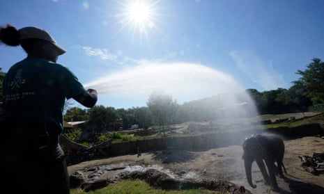 A Dallas zoo keeper helps an elephant keep cool in the hot weather on Friday.
